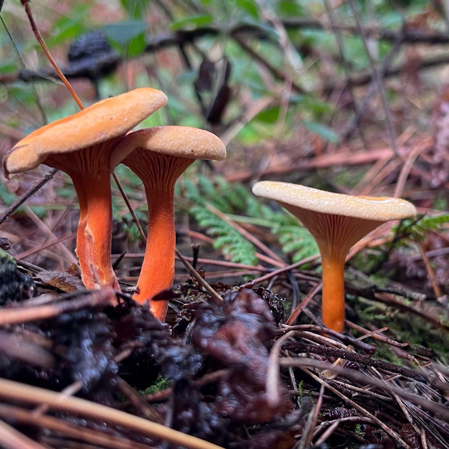 Three’s a crowd unless you are a mushroom 
——
#bbcmidlands #igersbirminghamuk #mushrooms #haywood #forrestryengland #mushrooms #everything_imaginable #ukpotd #forest #forestfocus🌳🌲