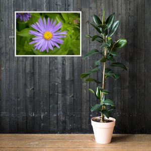 Purple Flower - Framed poster