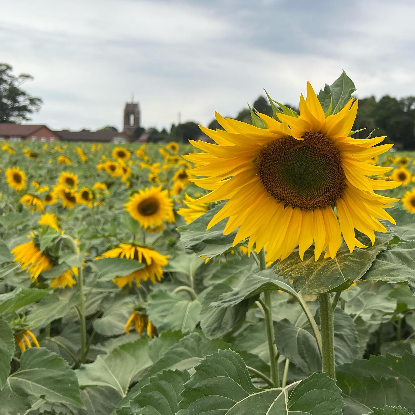 Sunny sunflowers 🌻 
———
#bbcmidlands #igersbirminghamuk #beckettsfarm #gloriousbritain #everything_imaginable #picturesoftheuk #pictures_of_england #sunflower #visitengland