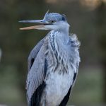 A heron with a startled look