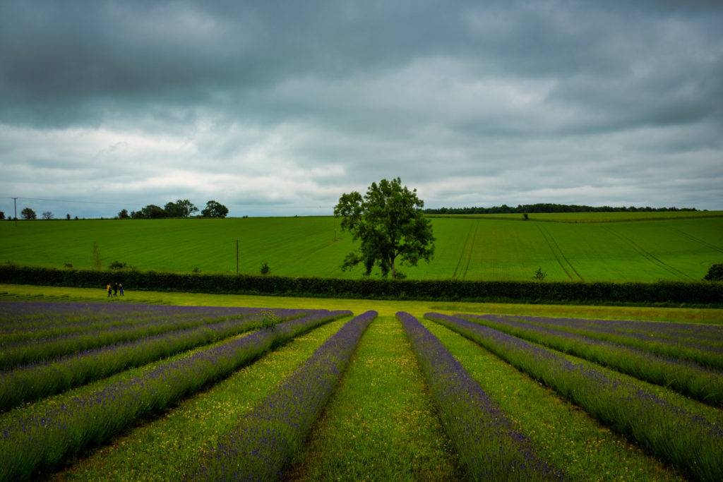 Cotswold Lavender Fields