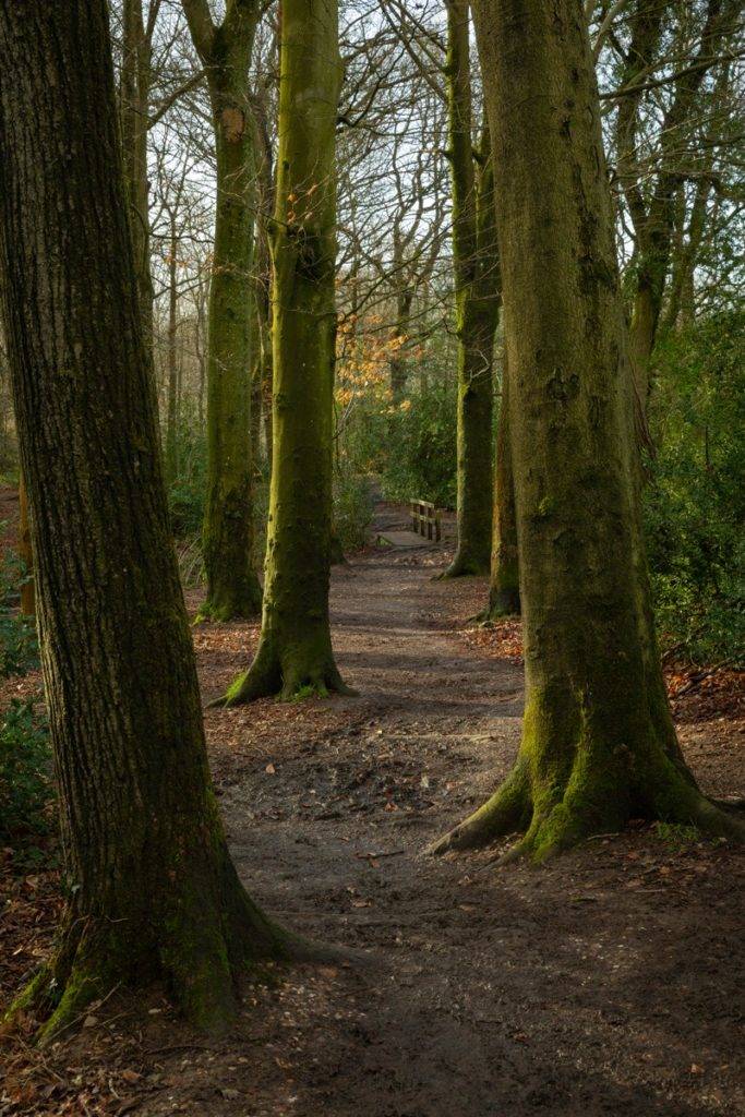 Path through Clowes Wood