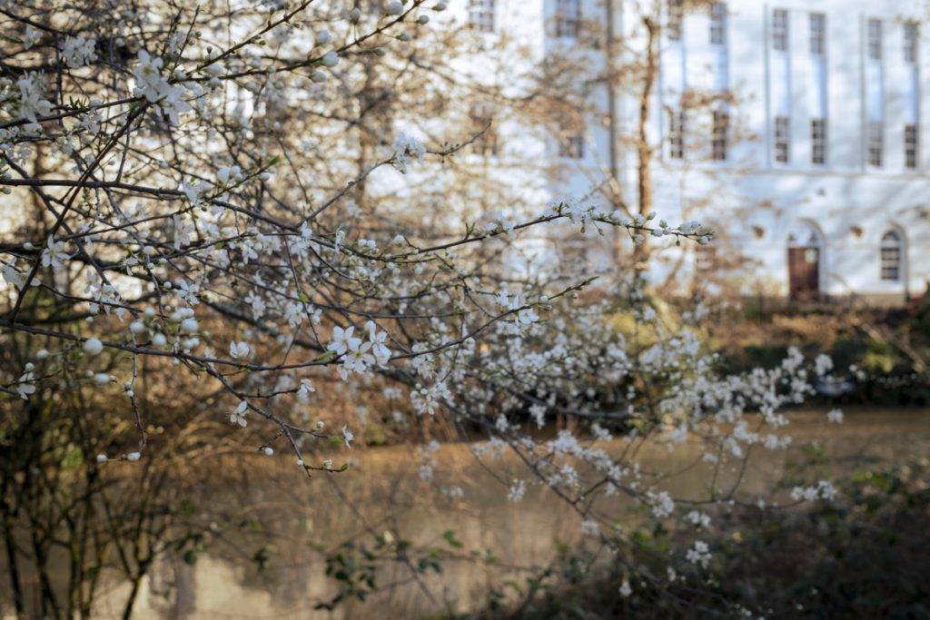 Blossom on the trees, Leamington Spa