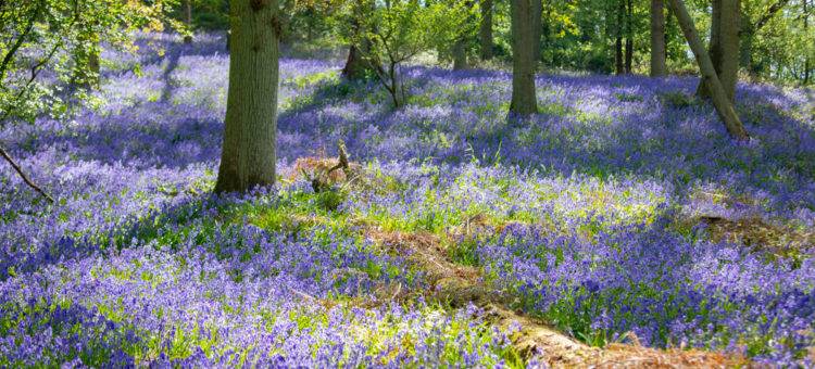 Bluebell walk at Great Alne Wood