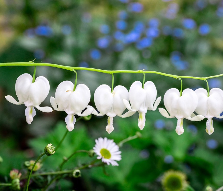 A row of white bleeding hearts
—
#bbcmidlands #bleedingheart #white #garden #flowersofinstagram #everything_imaginable #rhsphotocomp
