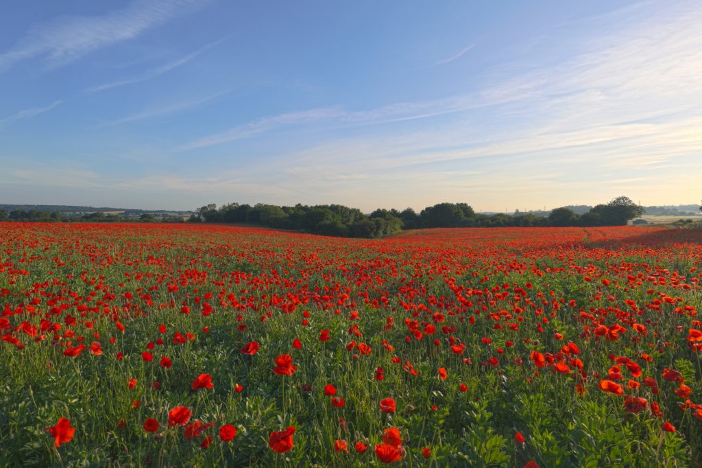 Poppy fields, Kidderminster, June 2022