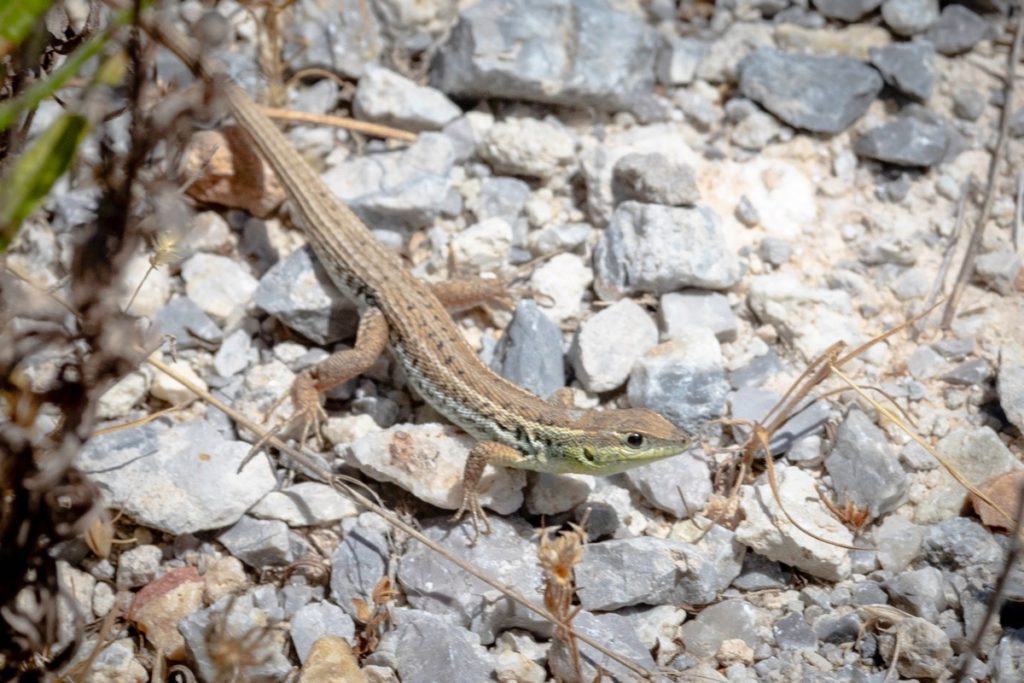 Gecko lizard in the mountains of Kos Island