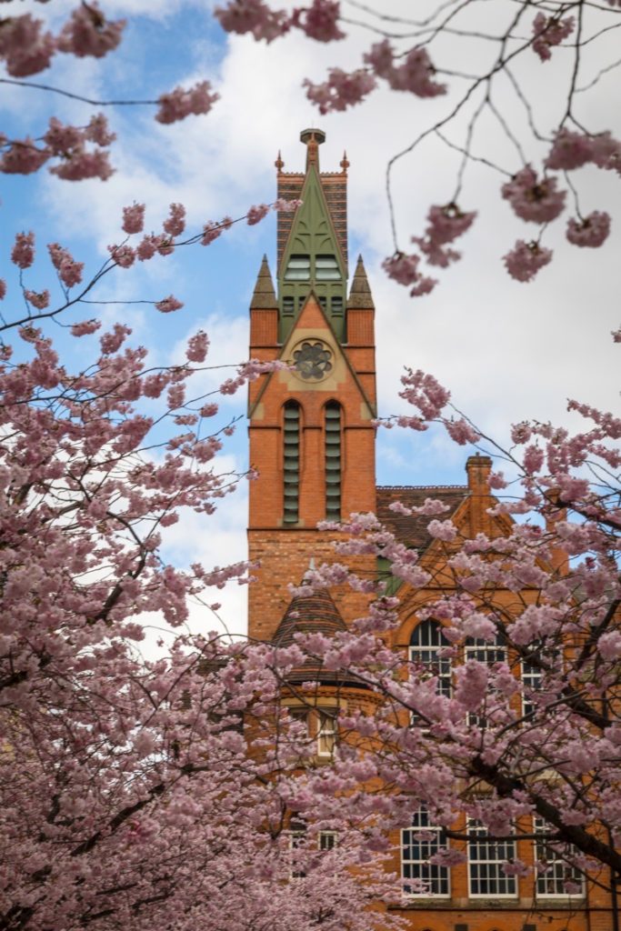 Cherry Blossom, Oozell's Square, Birmingham, March 2023