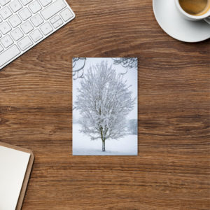 Snow Spring Time Tree - Postcard