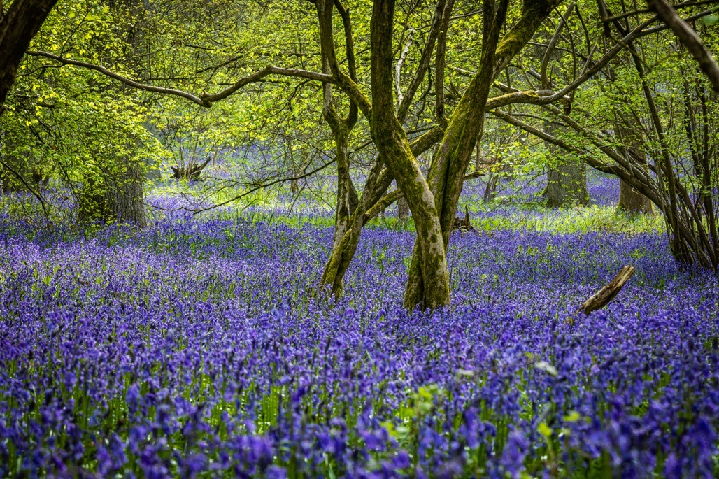 Bluebell Walk, Heart of England Forest, Great Alne. April 2023