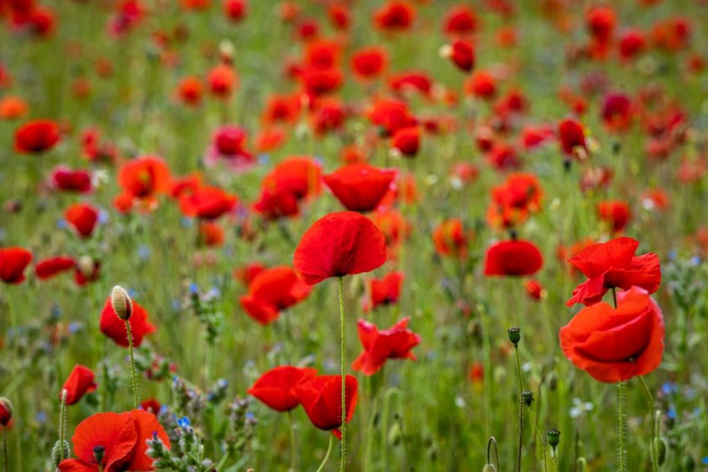 Poppy field, Bewdley, Worcestershire, 2023