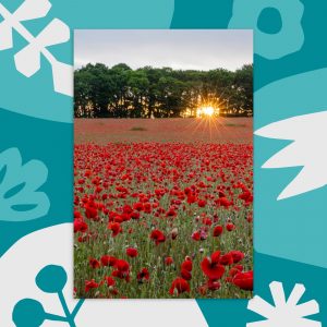 Poppy field in Bewdley Postcard